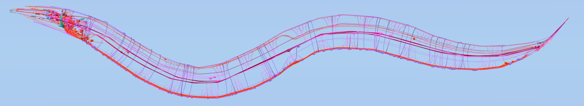 C_elegans_Nervous_System