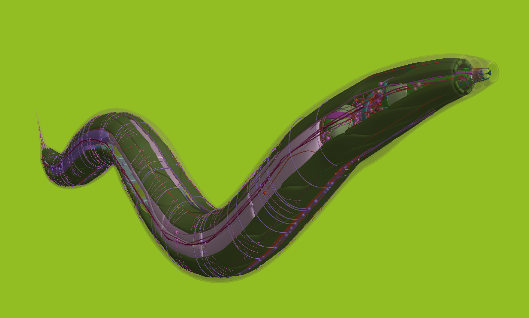 Open Worm WebGL Browser image #1