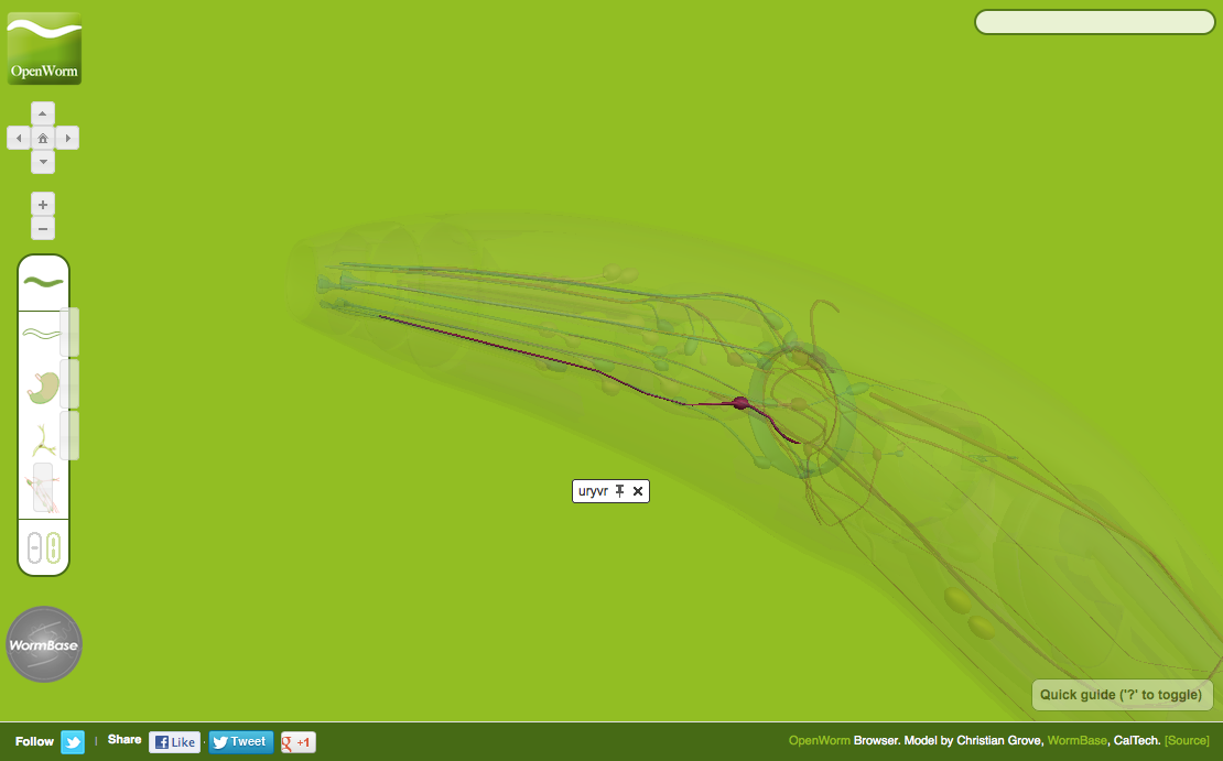Open Worm WebGL Browser image #3