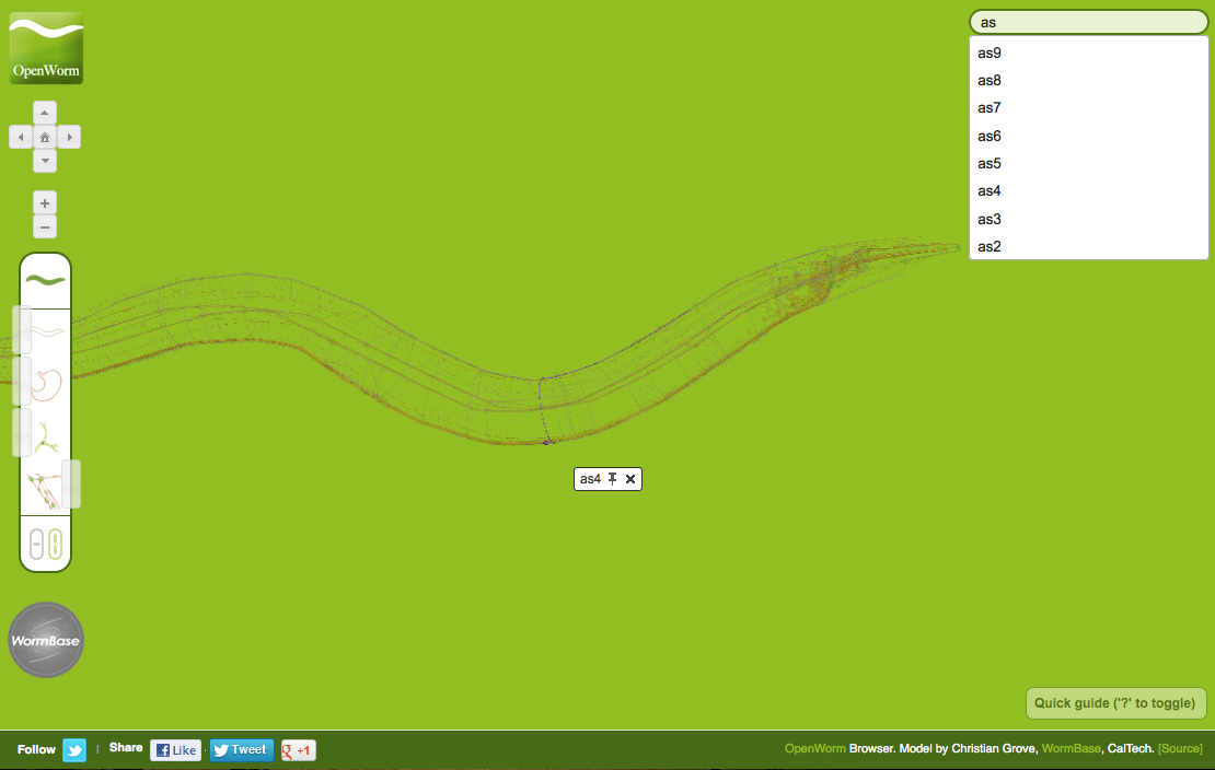 Open Worm WebGL Browser image #4